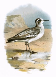 Grau Phalarope von English School